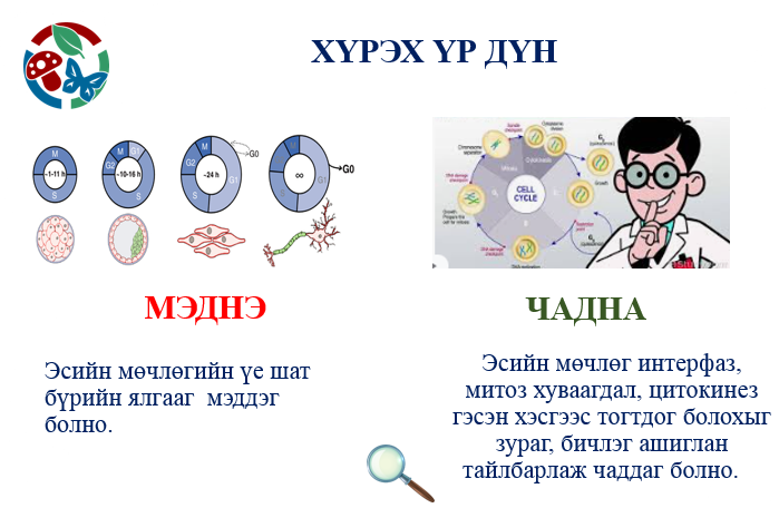 Мэдлээ | Цахим контент